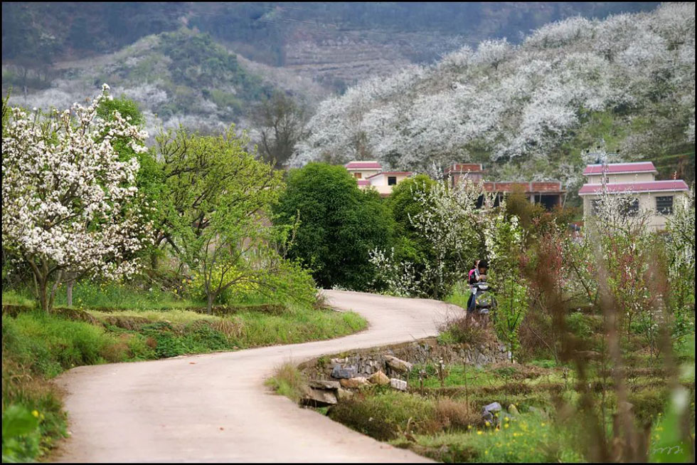 【春天，广西桂林灌阳县向您发出邀请！】我们在灌阳看梨花 - 游山玩水 - 呼和浩特生活社区 - 呼和浩特28生活网 hu.28life.com