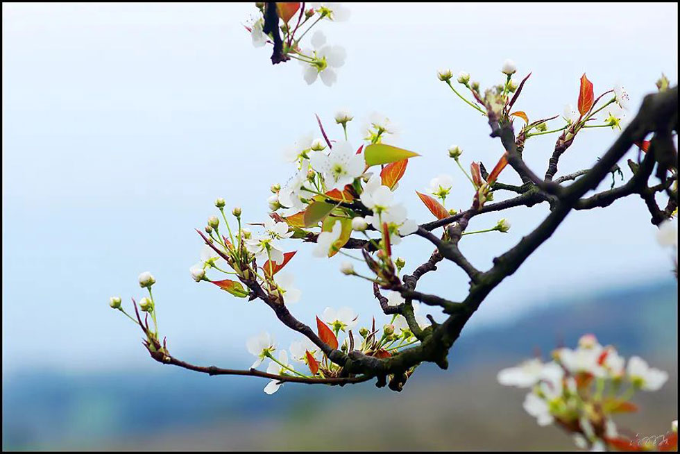 【春天，广西桂林灌阳县向您发出邀请！】我们在灌阳看梨花 - 游山玩水 - 呼和浩特生活社区 - 呼和浩特28生活网 hu.28life.com