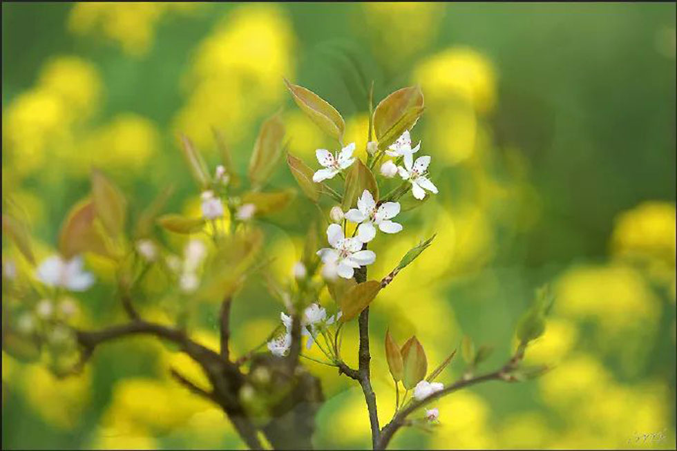 【春天，广西桂林灌阳县向您发出邀请！】我们在灌阳看梨花 - 游山玩水 - 呼和浩特生活社区 - 呼和浩特28生活网 hu.28life.com