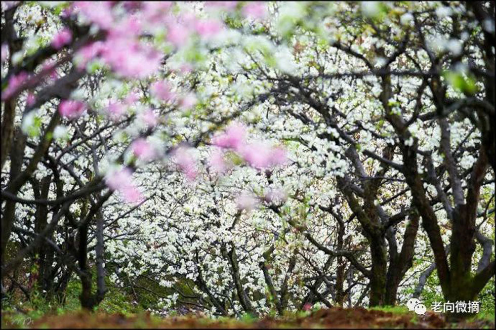 【春天，广西桂林灌阳县向您发出邀请！】我们在灌阳看梨花 - 游山玩水 - 呼和浩特生活社区 - 呼和浩特28生活网 hu.28life.com