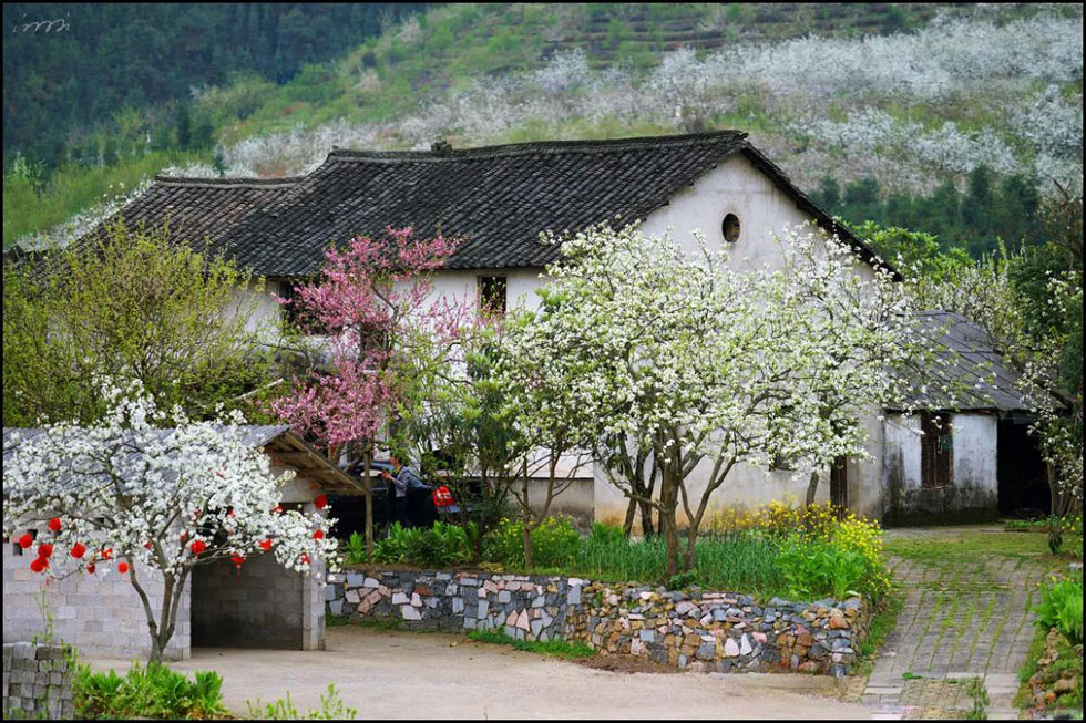 【春天，广西桂林灌阳县向您发出邀请！】我们在灌阳看梨花 - 游山玩水 - 呼和浩特生活社区 - 呼和浩特28生活网 hu.28life.com