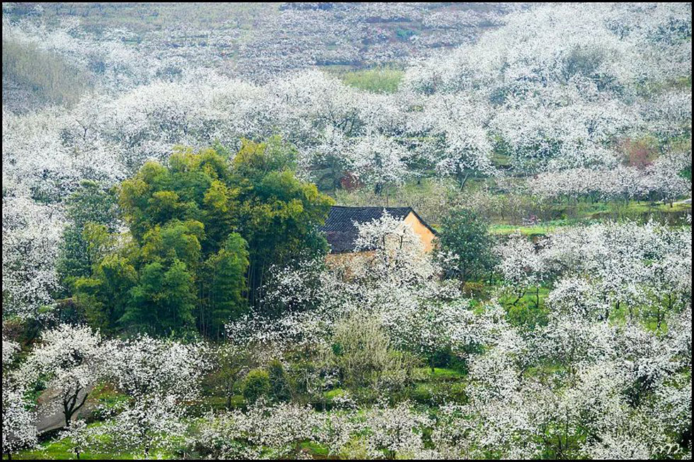 【春天，广西桂林灌阳县向您发出邀请！】我们在灌阳看梨花 - 游山玩水 - 呼和浩特生活社区 - 呼和浩特28生活网 hu.28life.com