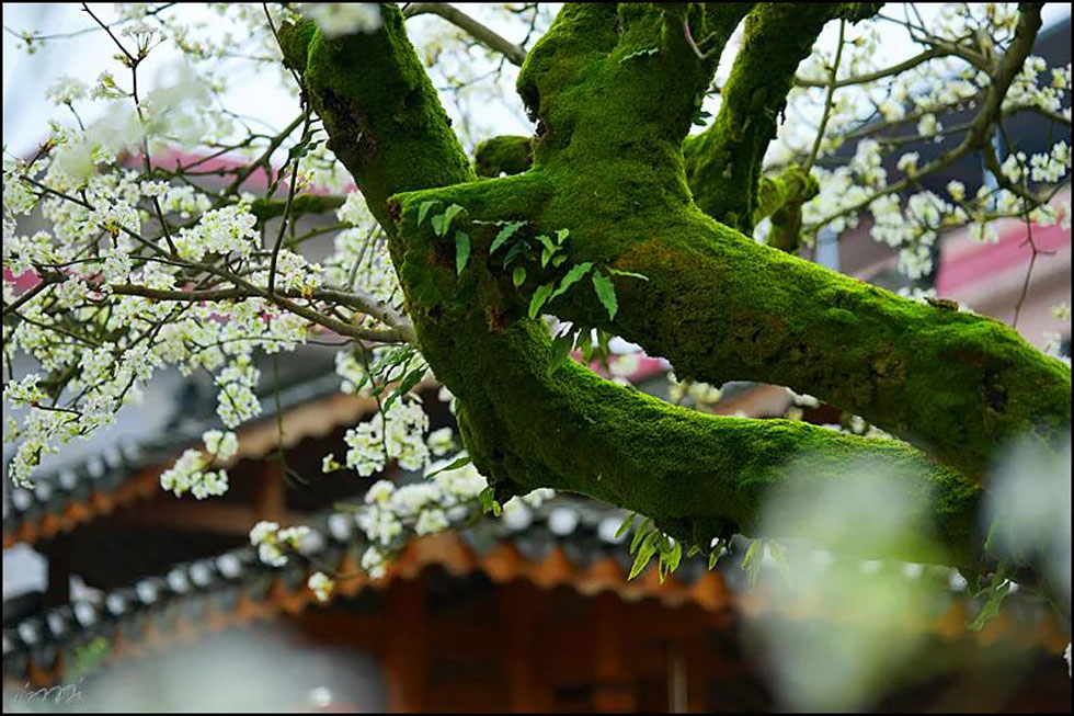 【春天，广西桂林灌阳县向您发出邀请！】我们在灌阳看梨花 - 游山玩水 - 呼和浩特生活社区 - 呼和浩特28生活网 hu.28life.com