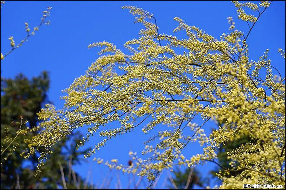 【春天，广西桂林灌阳县向您发出邀请！】米珠山前有片山苍子花在飘香 - 游山玩水 - 呼和浩特生活社区 - 呼和浩特28生活网 hu.28life.com