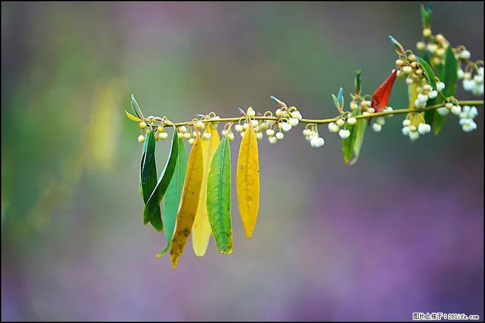 【春天，广西桂林灌阳县向您发出邀请！】米珠山前有片山苍子花在飘香 - 游山玩水 - 呼和浩特生活社区 - 呼和浩特28生活网 hu.28life.com