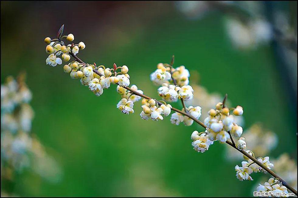 【春天，广西桂林灌阳县向您发出邀请！】米珠山前有片山苍子花在飘香 - 游山玩水 - 呼和浩特生活社区 - 呼和浩特28生活网 hu.28life.com