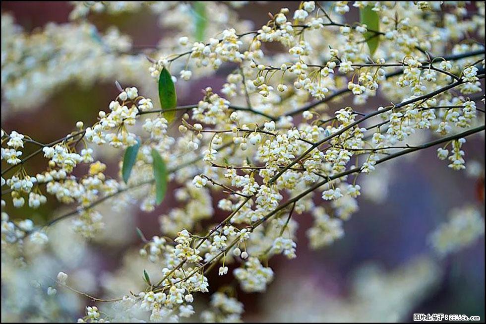 【春天，广西桂林灌阳县向您发出邀请！】米珠山前有片山苍子花在飘香 - 游山玩水 - 呼和浩特生活社区 - 呼和浩特28生活网 hu.28life.com