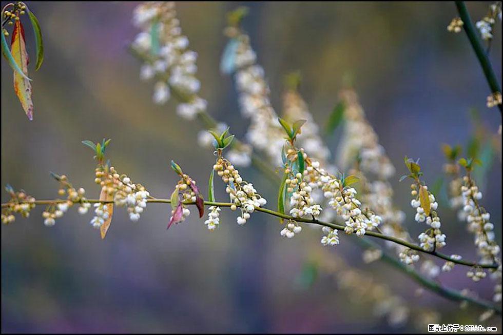 【春天，广西桂林灌阳县向您发出邀请！】米珠山前有片山苍子花在飘香 - 游山玩水 - 呼和浩特生活社区 - 呼和浩特28生活网 hu.28life.com