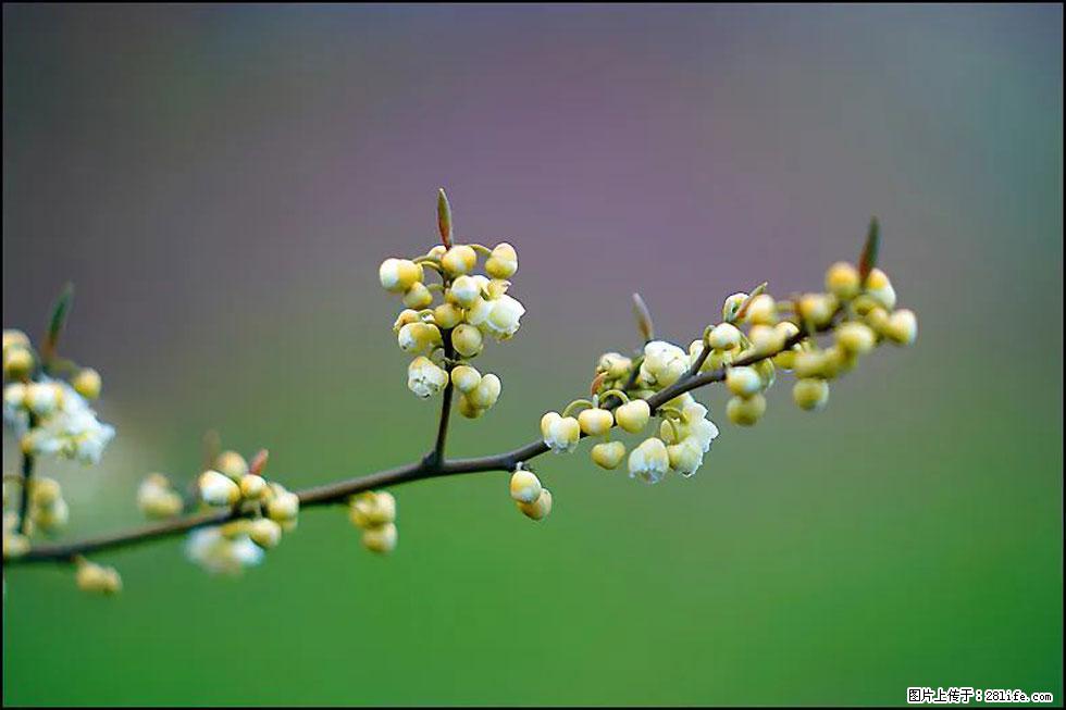 【春天，广西桂林灌阳县向您发出邀请！】米珠山前有片山苍子花在飘香 - 游山玩水 - 呼和浩特生活社区 - 呼和浩特28生活网 hu.28life.com