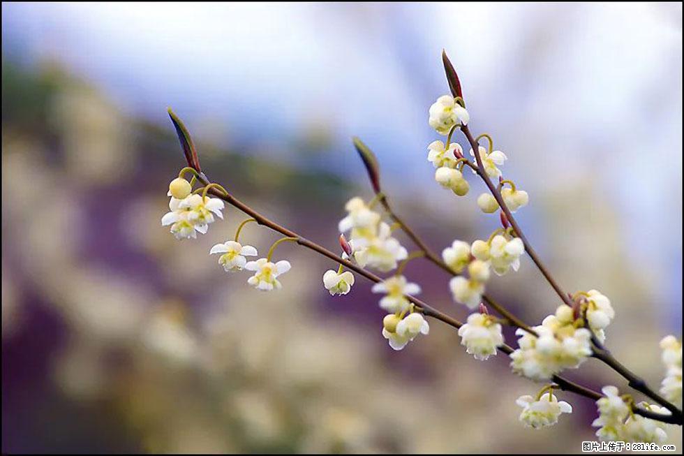 【春天，广西桂林灌阳县向您发出邀请！】米珠山前有片山苍子花在飘香 - 游山玩水 - 呼和浩特生活社区 - 呼和浩特28生活网 hu.28life.com
