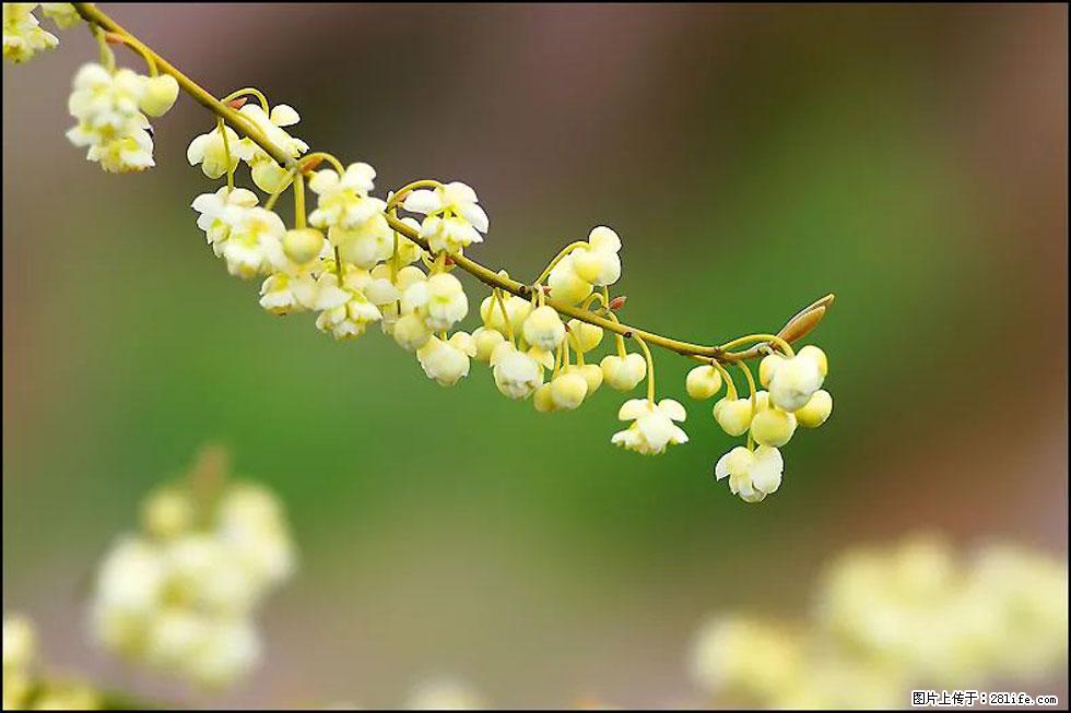 【春天，广西桂林灌阳县向您发出邀请！】米珠山前有片山苍子花在飘香 - 游山玩水 - 呼和浩特生活社区 - 呼和浩特28生活网 hu.28life.com