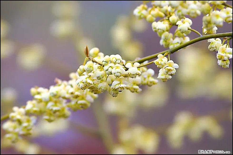 【春天，广西桂林灌阳县向您发出邀请！】米珠山前有片山苍子花在飘香 - 游山玩水 - 呼和浩特生活社区 - 呼和浩特28生活网 hu.28life.com