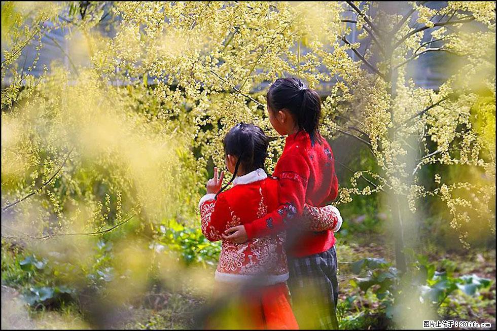 【春天，广西桂林灌阳县向您发出邀请！】米珠山前有片山苍子花在飘香 - 游山玩水 - 呼和浩特生活社区 - 呼和浩特28生活网 hu.28life.com