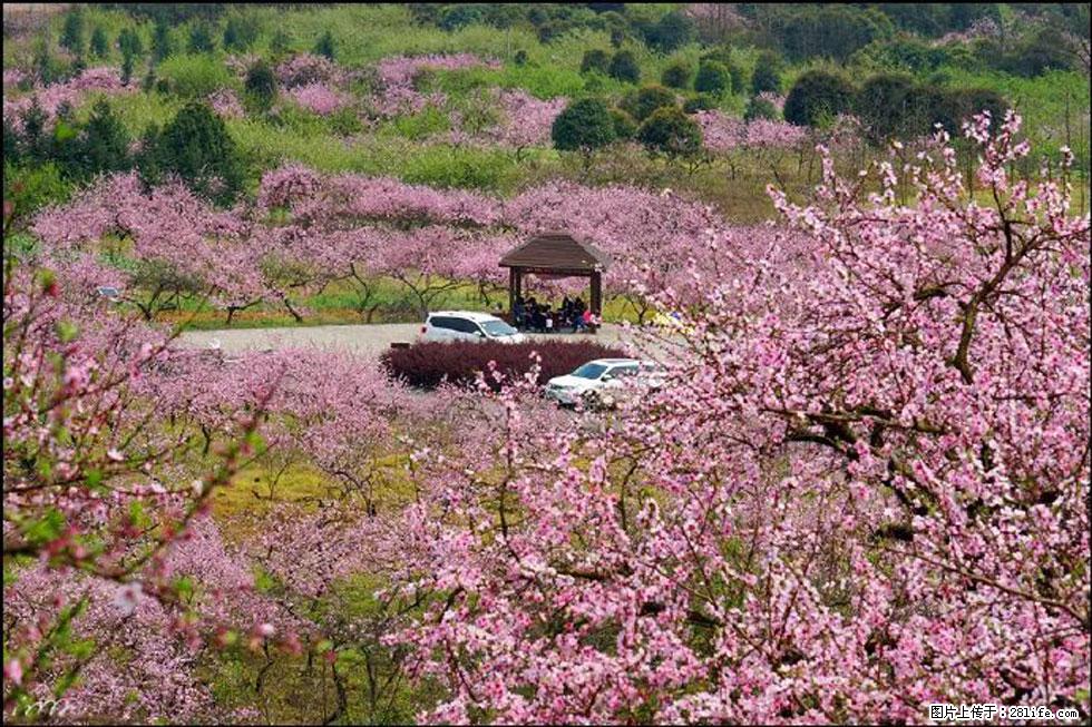 【春天,广西桂林灌阳县向您发出邀请!】官庄村有个醉美的桃花园 - 游山玩水 - 呼和浩特生活社区 - 呼和浩特28生活网 hu.28life.com