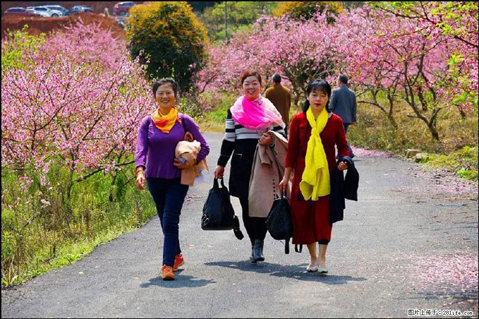 【春天,广西桂林灌阳县向您发出邀请!】官庄村有个醉美的桃花园 - 游山玩水 - 呼和浩特生活社区 - 呼和浩特28生活网 hu.28life.com