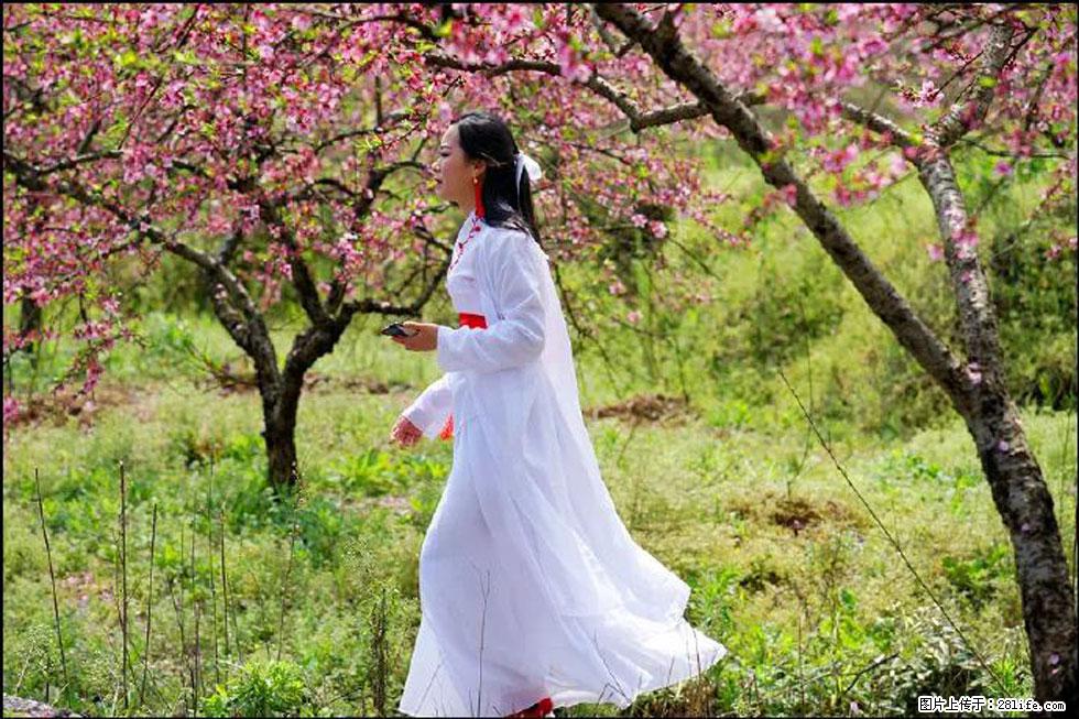 【春天,广西桂林灌阳县向您发出邀请!】官庄村有个醉美的桃花园 - 游山玩水 - 呼和浩特生活社区 - 呼和浩特28生活网 hu.28life.com