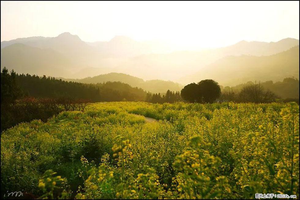 【春天，广西桂林灌阳县向您发出邀请！】长坪村油菜盛情花开 - 游山玩水 - 呼和浩特生活社区 - 呼和浩特28生活网 hu.28life.com