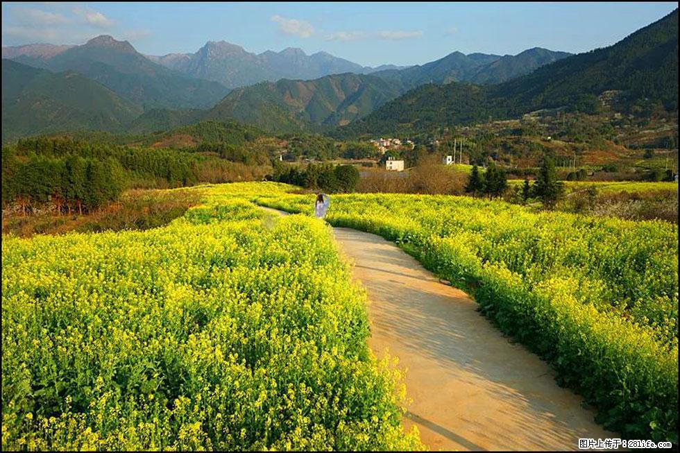 【春天，广西桂林灌阳县向您发出邀请！】长坪村油菜盛情花开 - 游山玩水 - 呼和浩特生活社区 - 呼和浩特28生活网 hu.28life.com