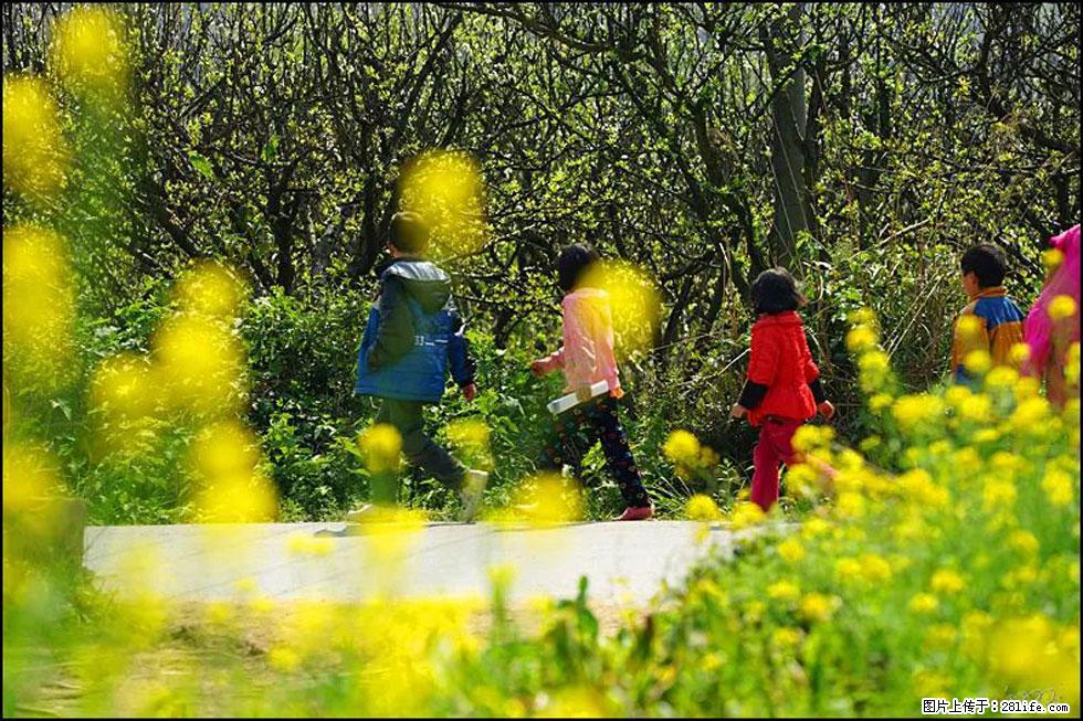 【春天，广西桂林灌阳县向您发出邀请！】长坪村油菜盛情花开 - 游山玩水 - 呼和浩特生活社区 - 呼和浩特28生活网 hu.28life.com