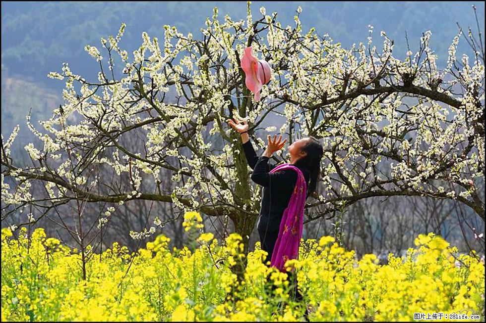 【春天，广西桂林灌阳县向您发出邀请！】长坪村油菜盛情花开 - 游山玩水 - 呼和浩特生活社区 - 呼和浩特28生活网 hu.28life.com