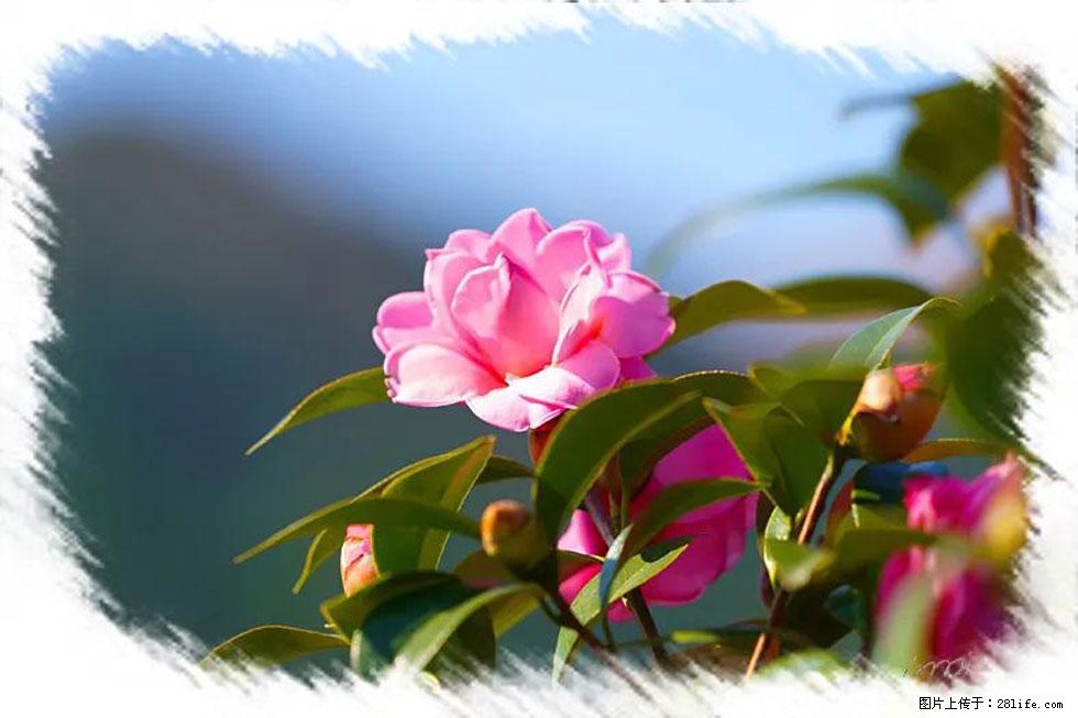 【春天，广西桂林灌阳县向您发出邀请！】杨柳井茶花惹人爱 - 游山玩水 - 呼和浩特生活社区 - 呼和浩特28生活网 hu.28life.com