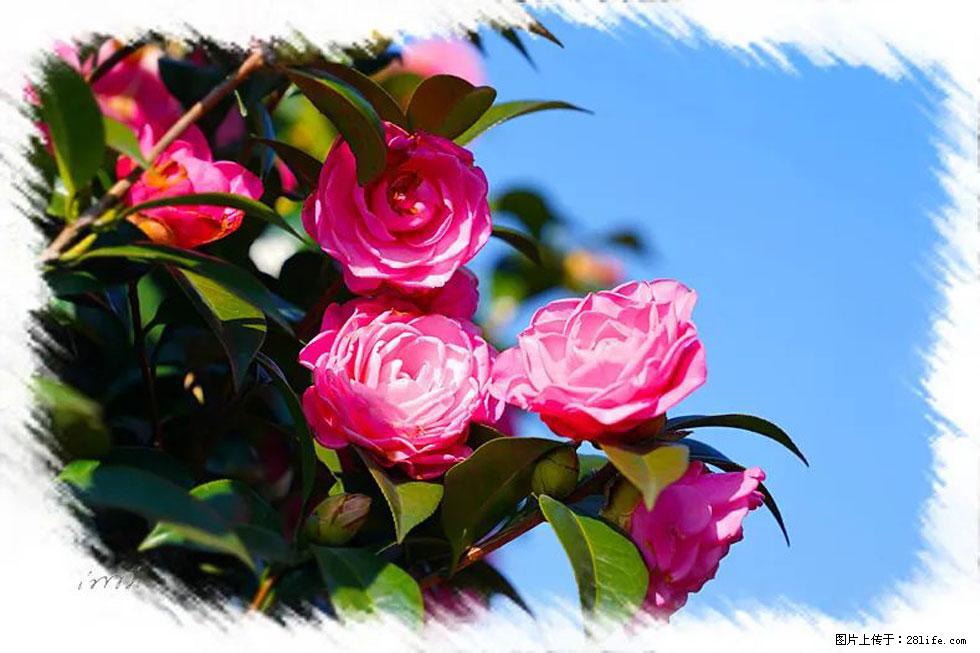 【春天，广西桂林灌阳县向您发出邀请！】杨柳井茶花惹人爱 - 游山玩水 - 呼和浩特生活社区 - 呼和浩特28生活网 hu.28life.com