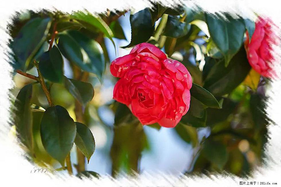 【春天，广西桂林灌阳县向您发出邀请！】杨柳井茶花惹人爱 - 游山玩水 - 呼和浩特生活社区 - 呼和浩特28生活网 hu.28life.com