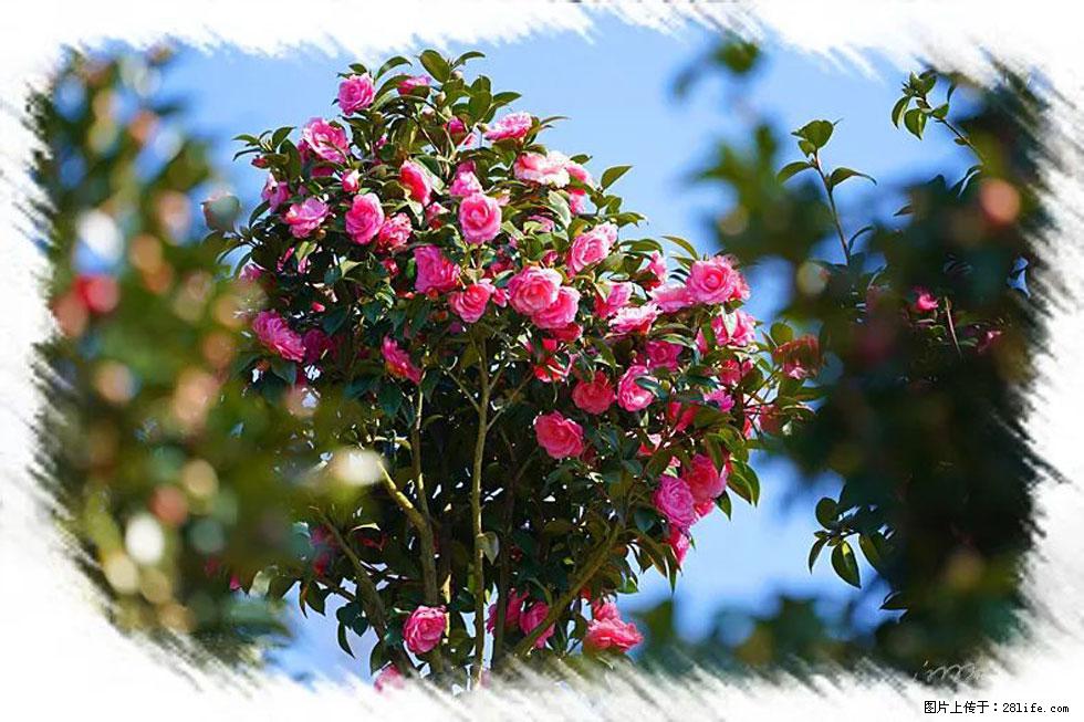 【春天，广西桂林灌阳县向您发出邀请！】杨柳井茶花惹人爱 - 游山玩水 - 呼和浩特生活社区 - 呼和浩特28生活网 hu.28life.com