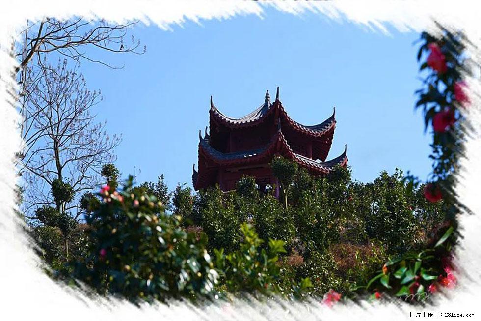 【春天，广西桂林灌阳县向您发出邀请！】杨柳井茶花惹人爱 - 游山玩水 - 呼和浩特生活社区 - 呼和浩特28生活网 hu.28life.com