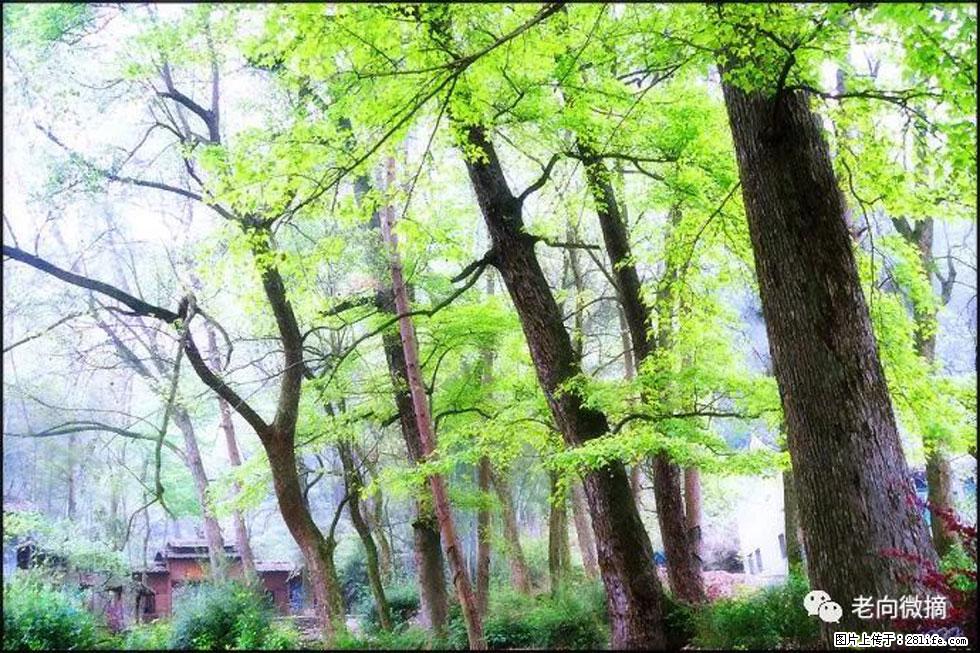 【春天，广西桂林灌阳县向您发出邀请！】在小龙村与春天约会 - 游山玩水 - 呼和浩特生活社区 - 呼和浩特28生活网 hu.28life.com