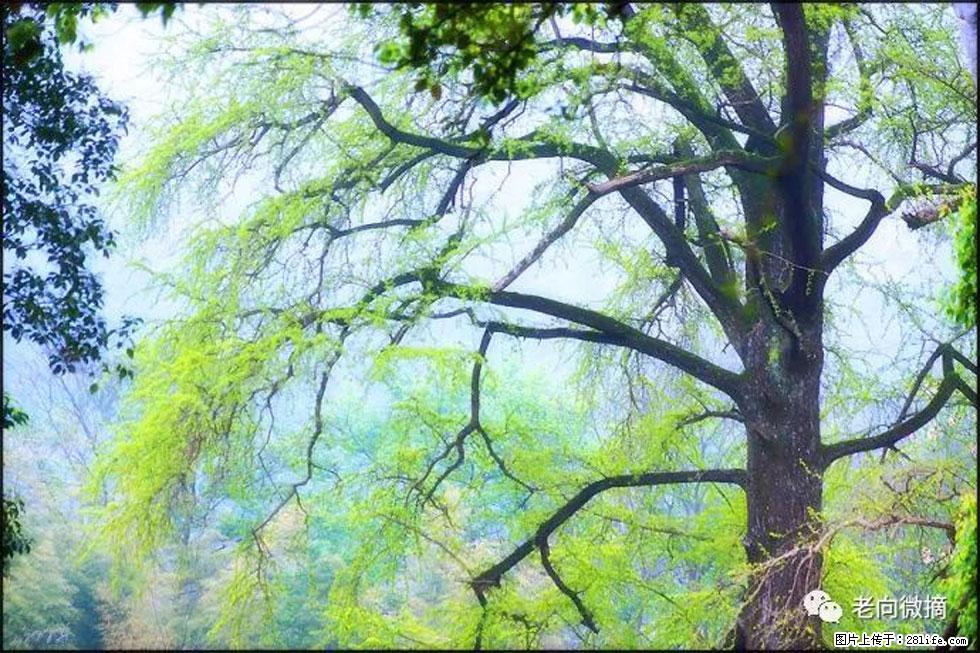 【春天，广西桂林灌阳县向您发出邀请！】在小龙村与春天约会 - 游山玩水 - 呼和浩特生活社区 - 呼和浩特28生活网 hu.28life.com