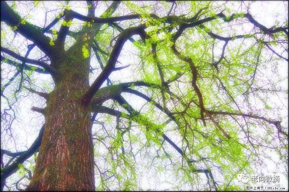 【春天，广西桂林灌阳县向您发出邀请！】在小龙村与春天约会 - 游山玩水 - 呼和浩特生活社区 - 呼和浩特28生活网 hu.28life.com