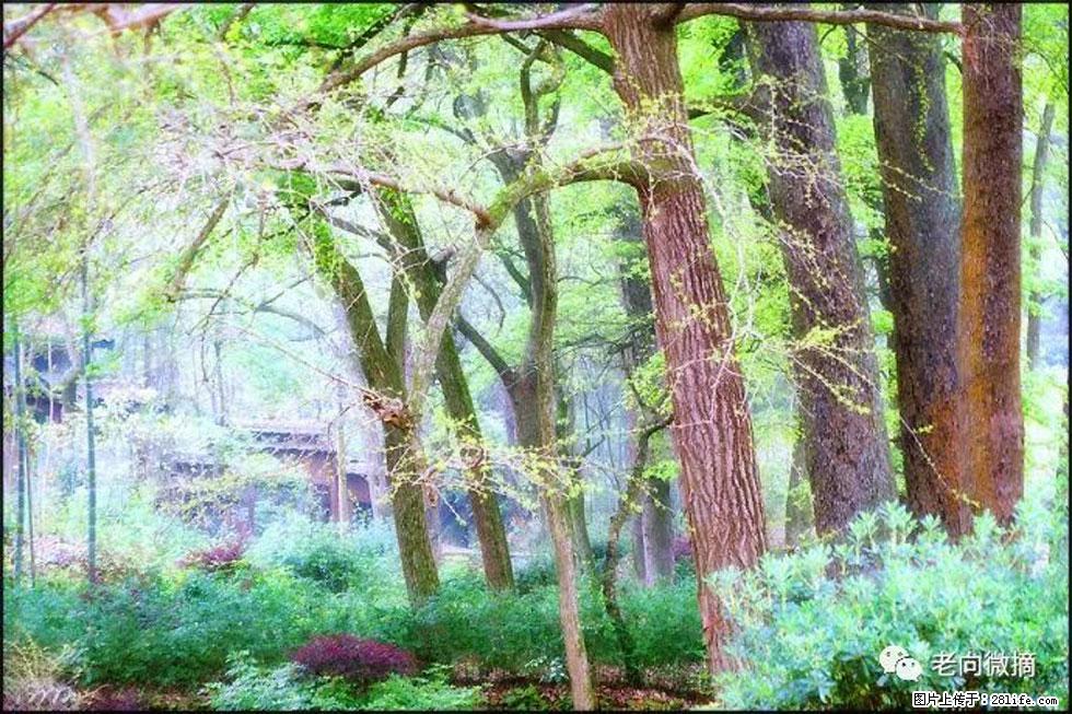 【春天，广西桂林灌阳县向您发出邀请！】在小龙村与春天约会 - 游山玩水 - 呼和浩特生活社区 - 呼和浩特28生活网 hu.28life.com