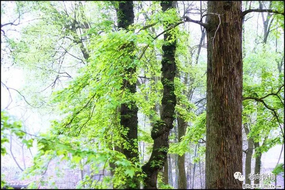 【春天，广西桂林灌阳县向您发出邀请！】在小龙村与春天约会 - 游山玩水 - 呼和浩特生活社区 - 呼和浩特28生活网 hu.28life.com