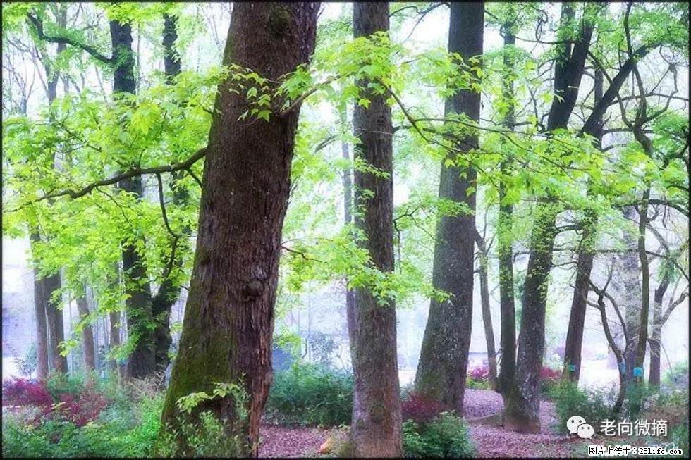 【春天，广西桂林灌阳县向您发出邀请！】在小龙村与春天约会 - 游山玩水 - 呼和浩特生活社区 - 呼和浩特28生活网 hu.28life.com