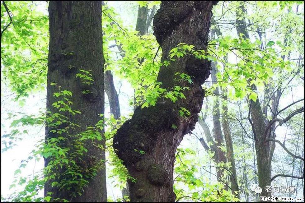 【春天，广西桂林灌阳县向您发出邀请！】在小龙村与春天约会 - 游山玩水 - 呼和浩特生活社区 - 呼和浩特28生活网 hu.28life.com