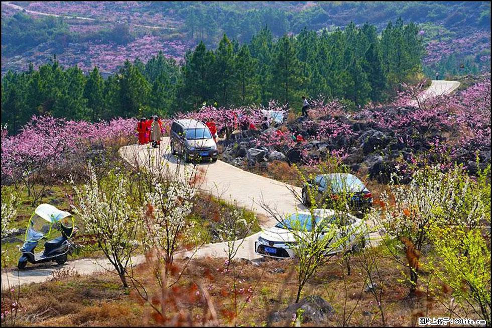 【春天，广西桂林灌阳县向您发出邀请！】望月岭上桃花开 - 游山玩水 - 呼和浩特生活社区 - 呼和浩特28生活网 hu.28life.com