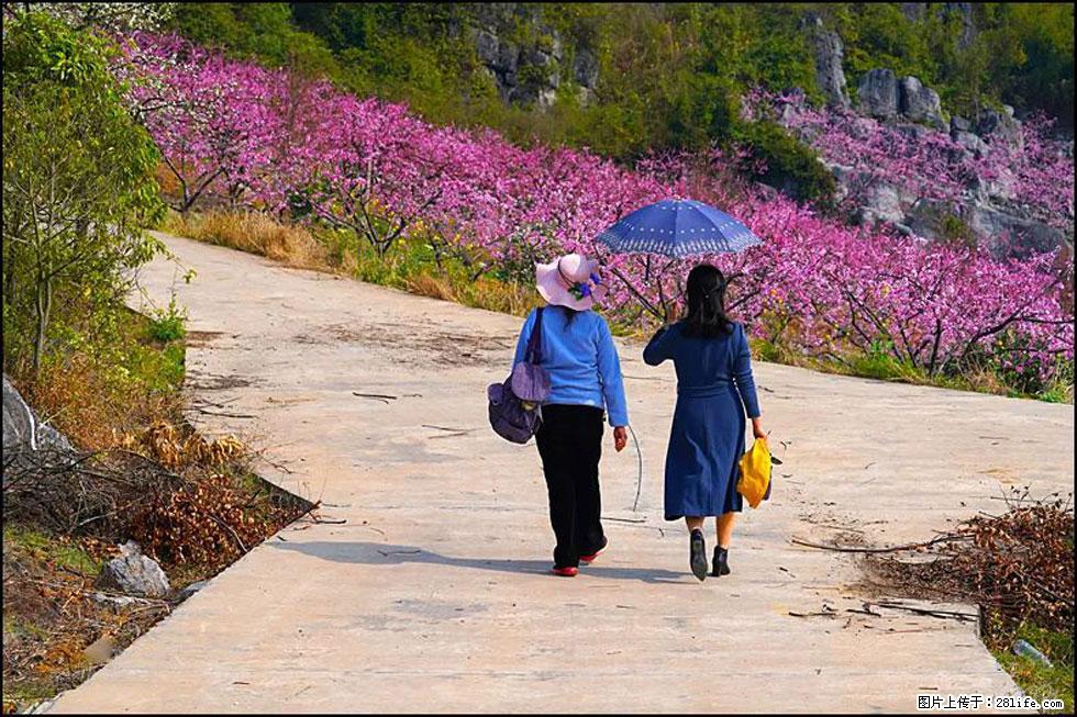 【春天，广西桂林灌阳县向您发出邀请！】望月岭上桃花开 - 游山玩水 - 呼和浩特生活社区 - 呼和浩特28生活网 hu.28life.com