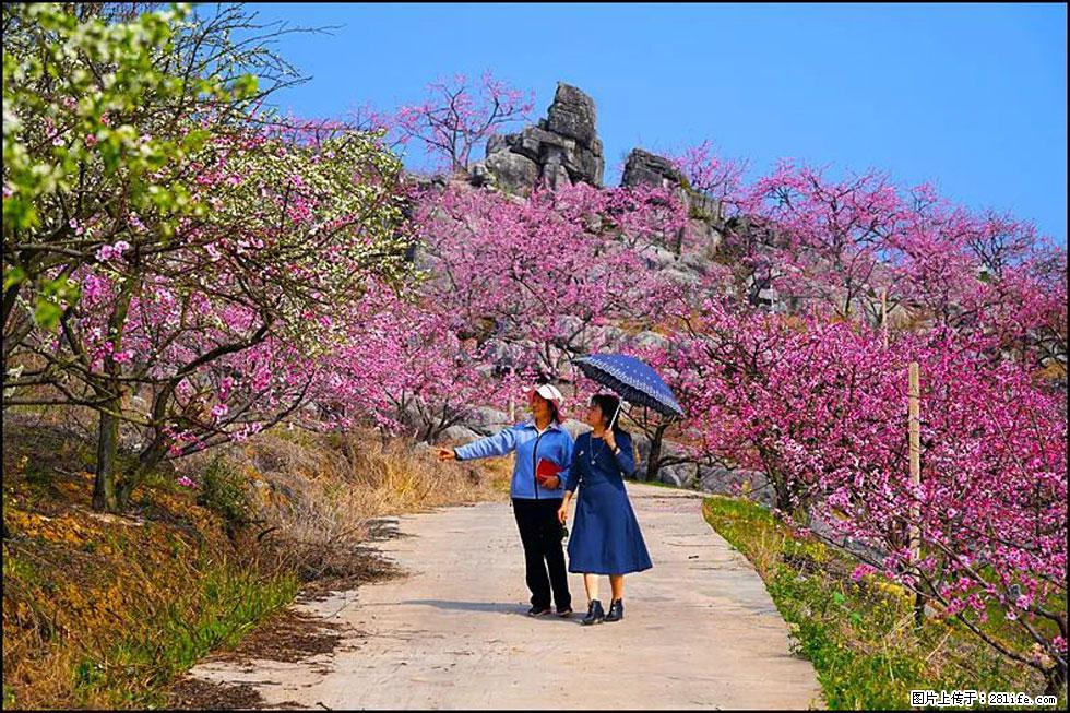 【春天，广西桂林灌阳县向您发出邀请！】望月岭上桃花开 - 游山玩水 - 呼和浩特生活社区 - 呼和浩特28生活网 hu.28life.com