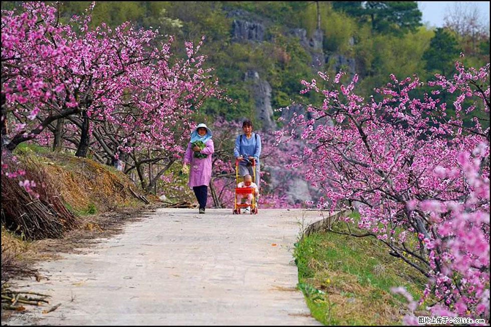 【春天，广西桂林灌阳县向您发出邀请！】望月岭上桃花开 - 游山玩水 - 呼和浩特生活社区 - 呼和浩特28生活网 hu.28life.com