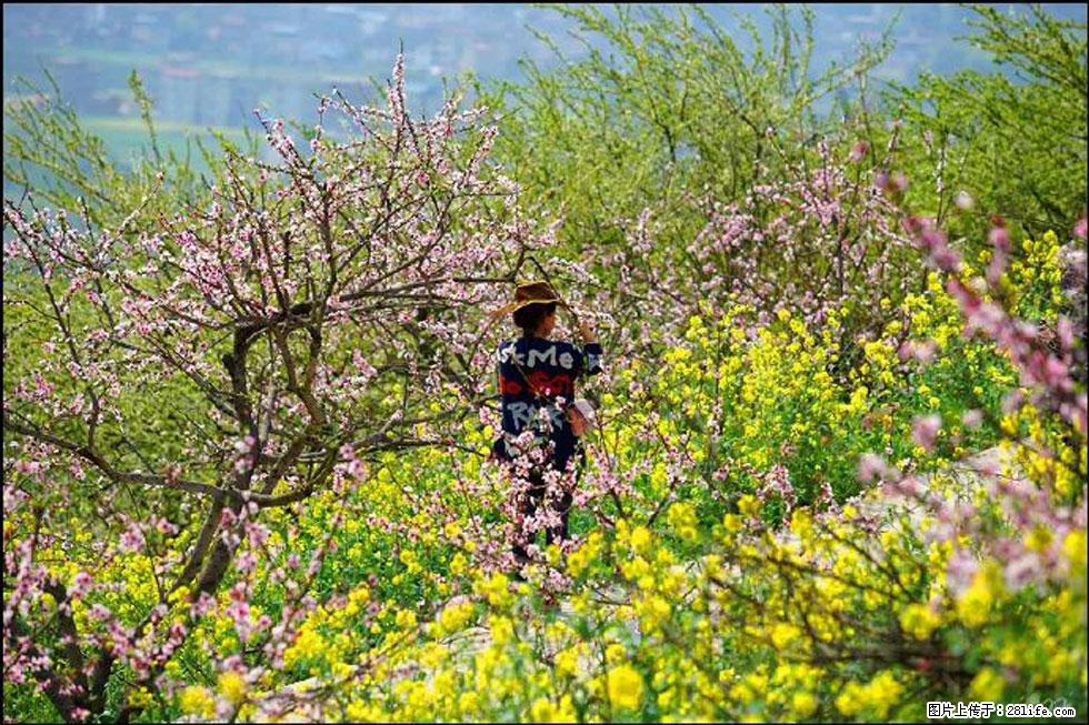 【春天，广西桂林灌阳县向您发出邀请！】望月岭上桃花开 - 游山玩水 - 呼和浩特生活社区 - 呼和浩特28生活网 hu.28life.com