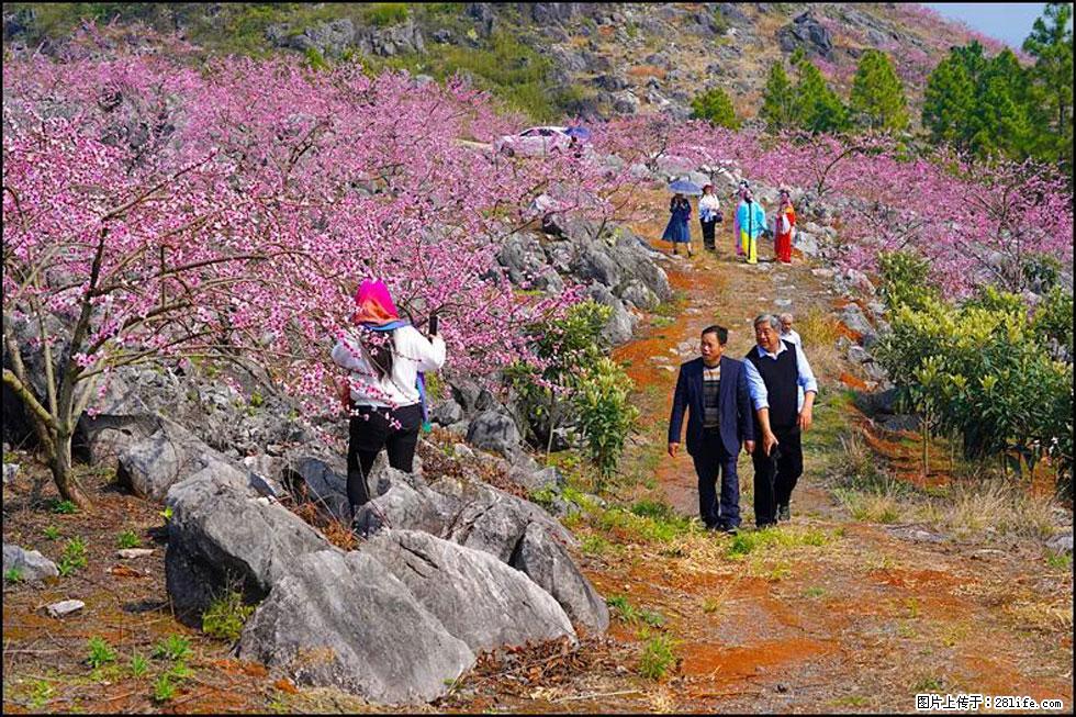 【春天，广西桂林灌阳县向您发出邀请！】望月岭上桃花开 - 游山玩水 - 呼和浩特生活社区 - 呼和浩特28生活网 hu.28life.com