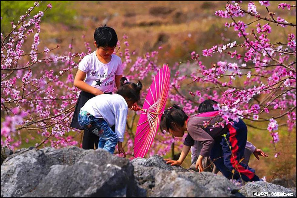 【春天，广西桂林灌阳县向您发出邀请！】望月岭上桃花开 - 游山玩水 - 呼和浩特生活社区 - 呼和浩特28生活网 hu.28life.com