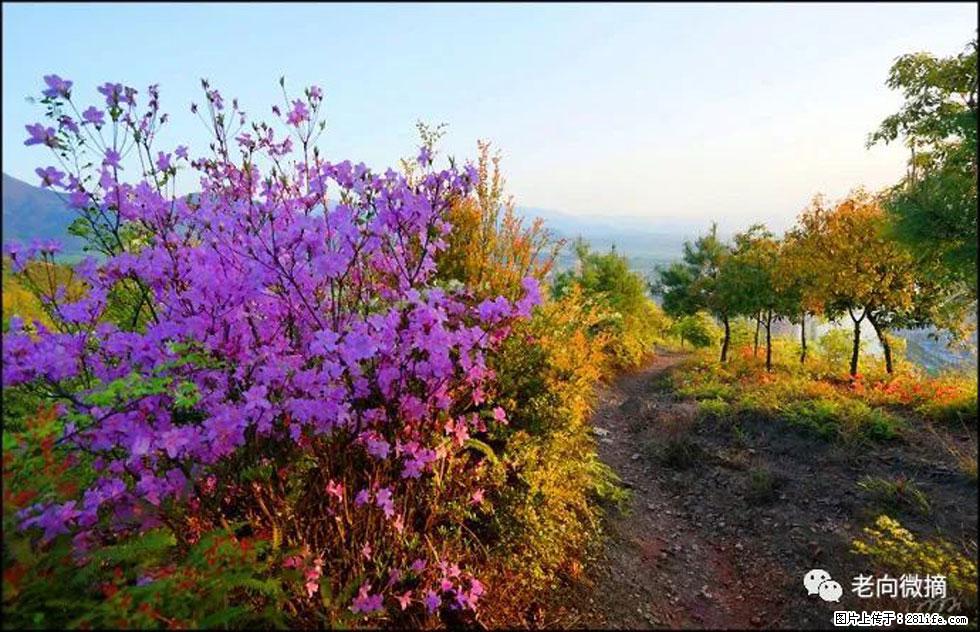 【春天，广西桂林灌阳县向您发出邀请！】登麒麟山，相约映山红 - 游山玩水 - 呼和浩特生活社区 - 呼和浩特28生活网 hu.28life.com