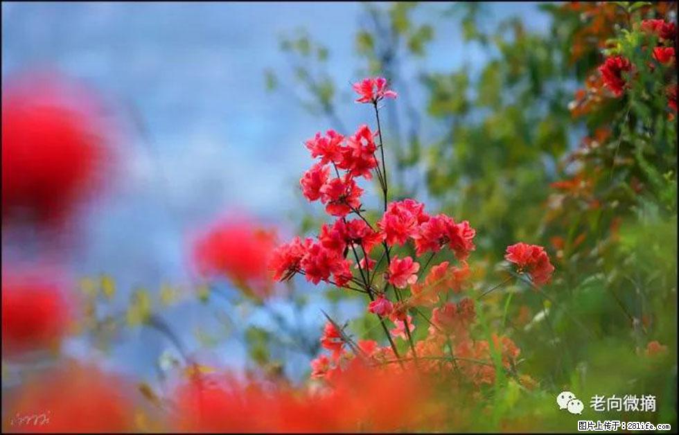 【春天，广西桂林灌阳县向您发出邀请！】登麒麟山，相约映山红 - 游山玩水 - 呼和浩特生活社区 - 呼和浩特28生活网 hu.28life.com