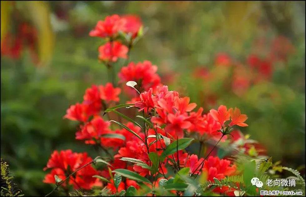 【春天，广西桂林灌阳县向您发出邀请！】登麒麟山，相约映山红 - 游山玩水 - 呼和浩特生活社区 - 呼和浩特28生活网 hu.28life.com