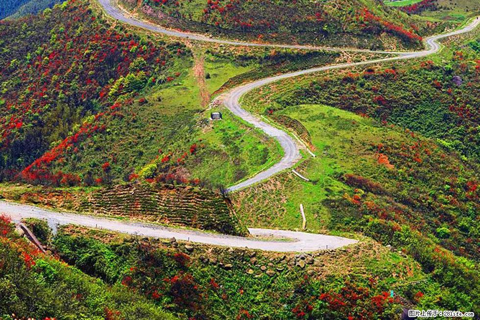 【春天，广西桂林灌阳县向您发出邀请！】春木界上映山红 - 游山玩水 - 呼和浩特生活社区 - 呼和浩特28生活网 hu.28life.com