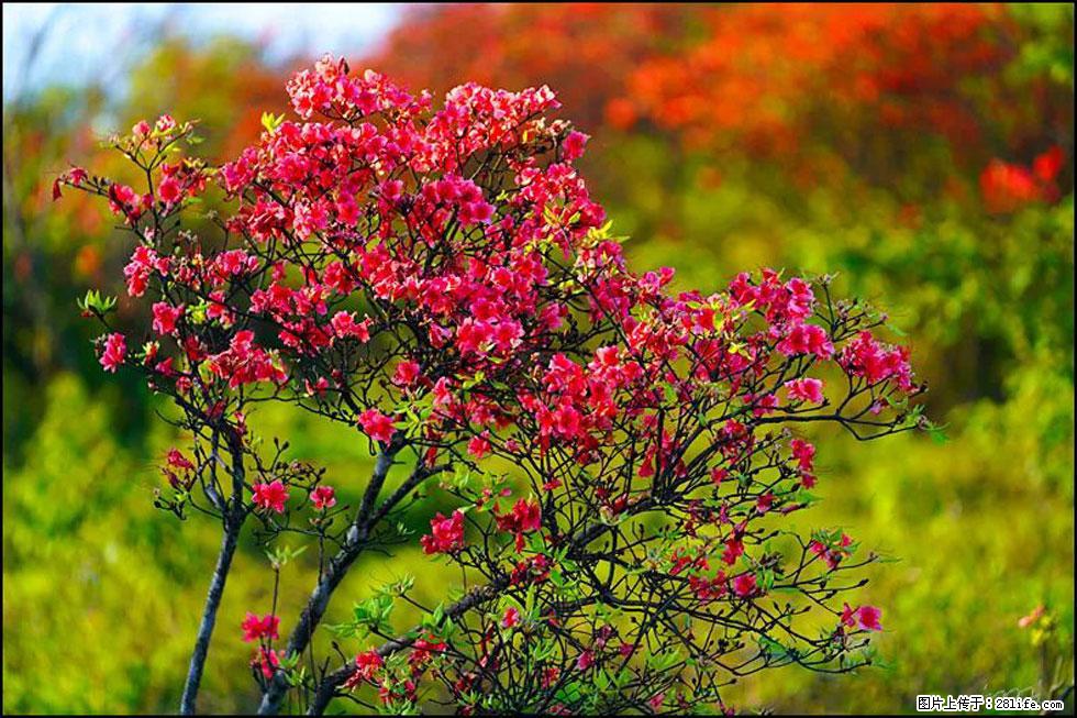 【春天，广西桂林灌阳县向您发出邀请！】春木界上映山红 - 游山玩水 - 呼和浩特生活社区 - 呼和浩特28生活网 hu.28life.com
