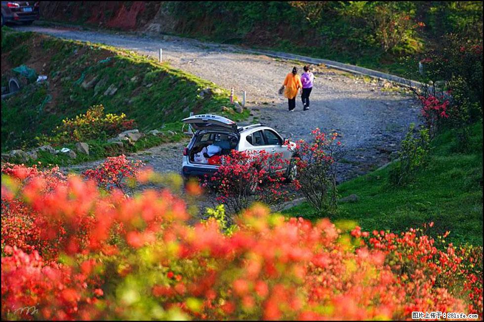 【春天，广西桂林灌阳县向您发出邀请！】春木界上映山红 - 游山玩水 - 呼和浩特生活社区 - 呼和浩特28生活网 hu.28life.com