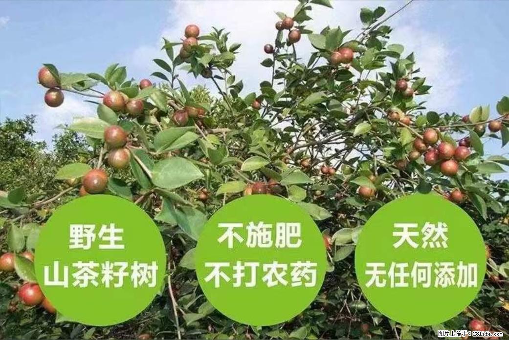 【灌阳县油茶产业示范区】一个有着充实的精神生活的人，对待身外之物自会有一种淡泊的态度 - 美食天地 - 呼和浩特生活社区 - 呼和浩特28生活网 hu.28life.com